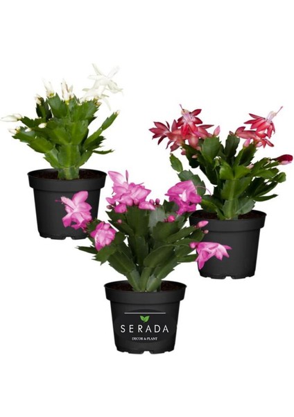 Schlumbergera Truncata 3 Adet Farklı Renklerde Yılbaşı Çiçeği 15-20CM