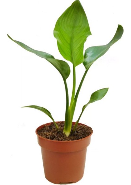 Strelitzia Cennet Kuşu Çiçeği 1 Adet Saksılı 10-30CM Mini Boy Starliçe Çiçeği