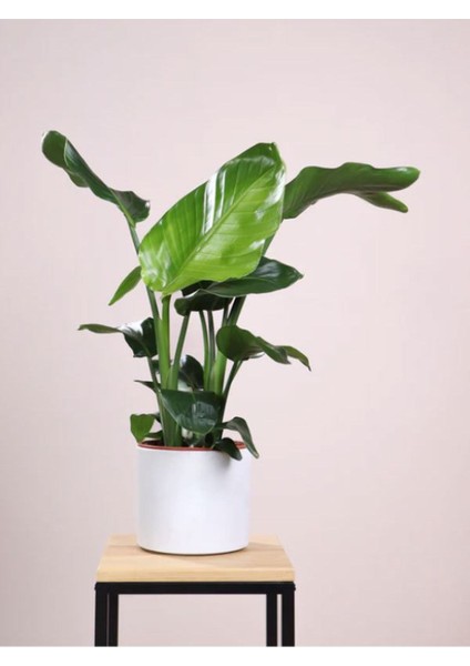 Strelitzia Starliçe 50-70 cm Boyunda Tek Gövdeli Salon Bitkisi Iç Mekan Bitkisi