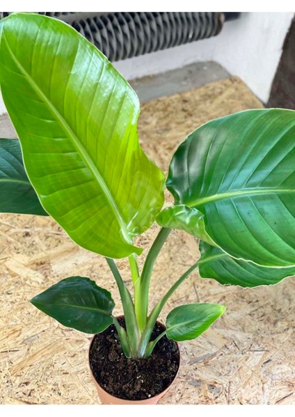 Strelitzia Starliçe 50-70 cm Boyunda Tek Gövdeli Salon Bitkisi Iç Mekan Bitkisi fiyatları