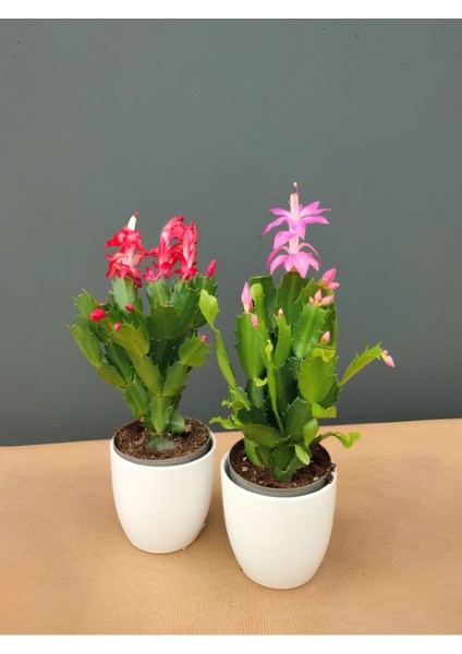 Kırmızı-Pembe Renk Yılbaşı Çiçeği Schlumbergera 1 Adet Saksılı 10-15CM