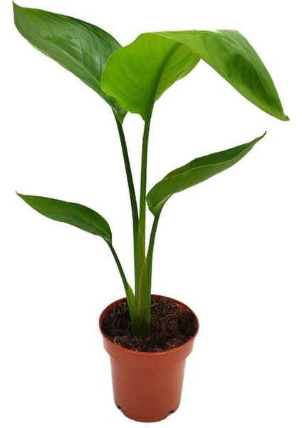 Starliçe Beyaz Cennet Kuşu /yavru Sağlıklı 20-40CM Saksılı Salon Çiçeği