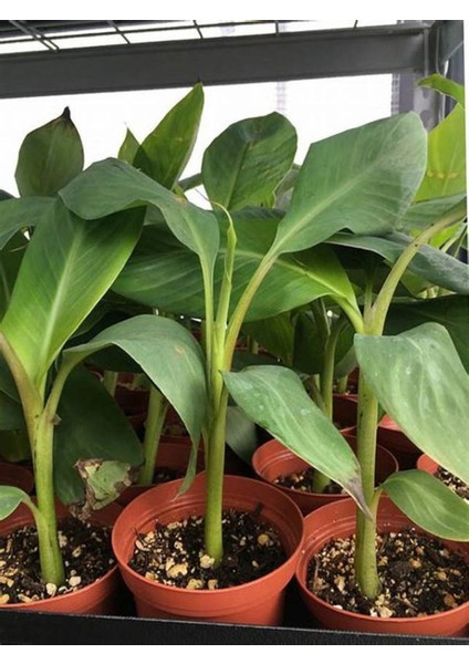 Starliçe Beyaz Cennet Kuşu /yavru Sağlıklı 20-40CM Saksılı Salon Çiçeği fiyatları