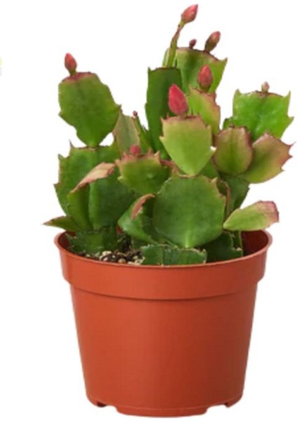 Turuncu- Kırmzı Renk 2 Adet Yılbaşı Çiçeği 5.5 Saksıda modelleri