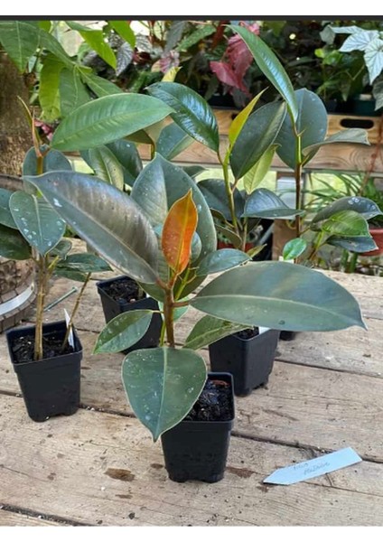 Kauçuk Çiçeği 1 Adet Saksılı 20-45CM (Ficus Elastica) Mini Boy Salon Çiçeği fırsatları