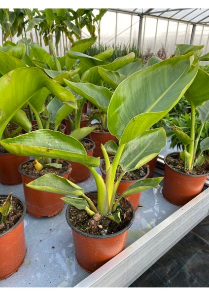 Trend Starliçe Cennet Kuşu Çiçeği Strelitzia Nicolai Iç Mekan 20-45CM modelleri