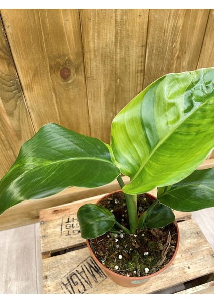 Starliçe Turna Gagası Cennet Çiçeği 1 Adet Saksılı 25-40CM modelleri