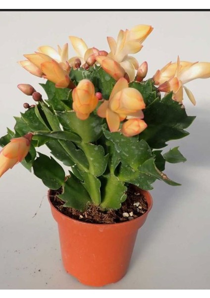 Sarı Enk Yılbaşı Çiçeği 1 Adet Saksılı 10-15CM Schlumbergera Truncata