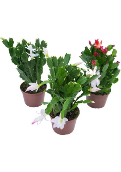 Farklı Renklerde 3 Adet Saksılı 10-20CM Yılbaşı Çiçeği Kaktüsü Iç Mekan Çiçeği