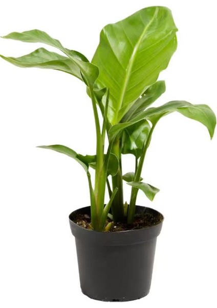 Starliçe Cennet Çiçeği 1 Adet Saksılı Mini Boy 15-30CM Strelitzia