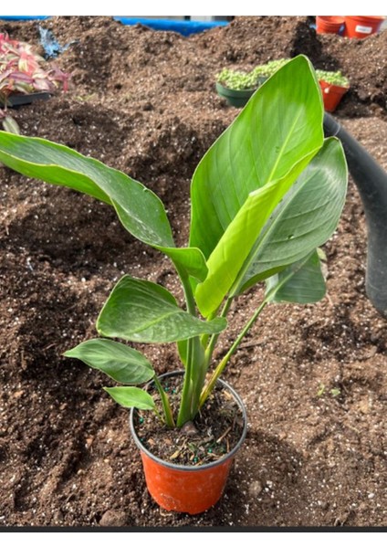 Starliçe Nicolai Cennet Kuşu Saksılı (20-40 Cm) Iç Mekan Çiçeği fiyatları