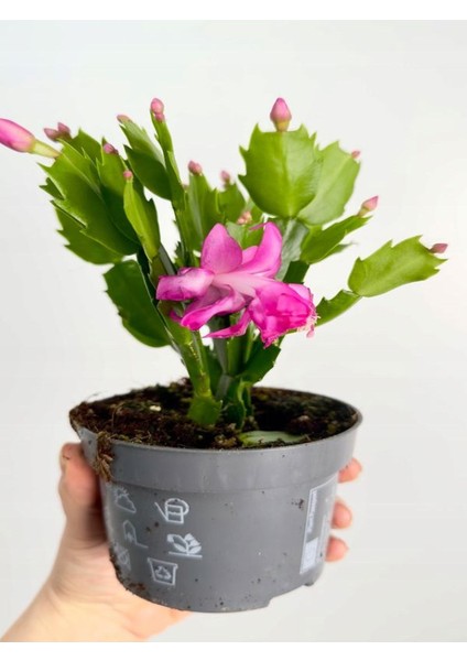 Pembe Renk Yılbaşı Çiçeği Schlumbergera Truncata 1 Adet Saksılı 10-15CM
