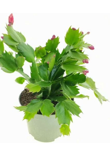 Pembe Renk Yılbaşı Çiçeği Schlumbergera Truncata 1 Adet Saksılı 10-15CM modelleri