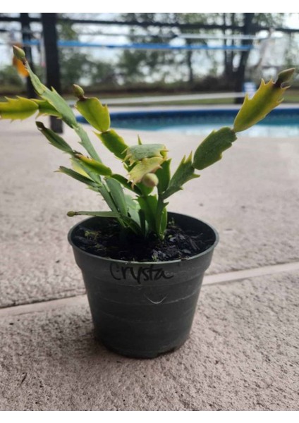 Istenilen Renk Yılbaşı Çiçeği 1 Adet Sakslı 10-20CM Schlumbergera fiyatları