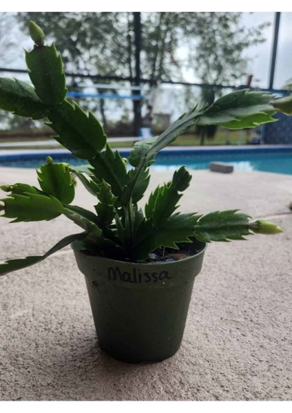 Istenilen Renk Yılbaşı Çiçeği 1 Adet Sakslı 10-20CM Schlumbergera modelleri