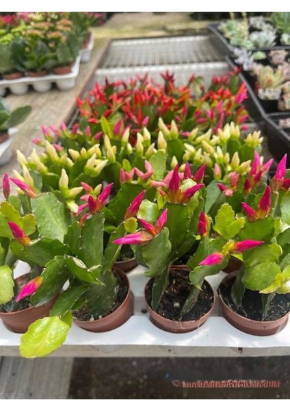 Yılbaşı Çiçeği Pembe Renk 1 Adet 10-20CM Saksılı Iç Mekan Salon Çiçeği