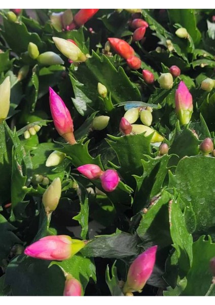 Yılbaşı Çiçeği Pembe Renk 1 Adet 10-20CM Saksılı Iç Mekan Salon Çiçeği modelleri