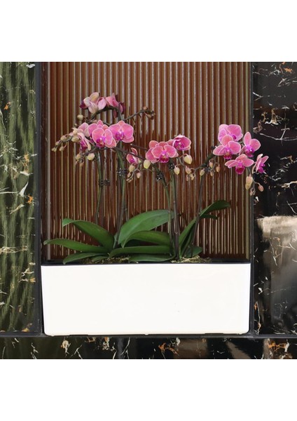 Dikdörtgen Ğinden Sulanan Ilar Tembel I Ev Dekorasyonu 15 Inç Su Seviyesi ile (Yurt Dışından) fırsatları