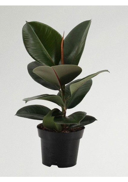 Mini Boy Kauçuk Fidanı 1 Adet Saksılı 20-45CM Ofis Çiçeği (Ficus Elastica)