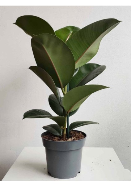 Yeşil Yapraklı Kauçuk Çiçeği 1 Adet Saksılı 20-45CM (Ficus Elastica)