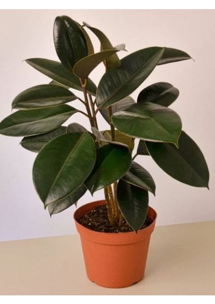 Mini Boy Kauçuk Fidanı 2'li Dikim 20-45CM Saksılı Salon Çiçeği(Ficus Elastica)