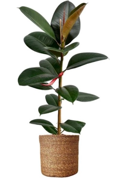 Kauçuk Salon Çiçeği 1 Adet Saksılı 20-45CM Iç Mekan Salon Ofis Çiçeği