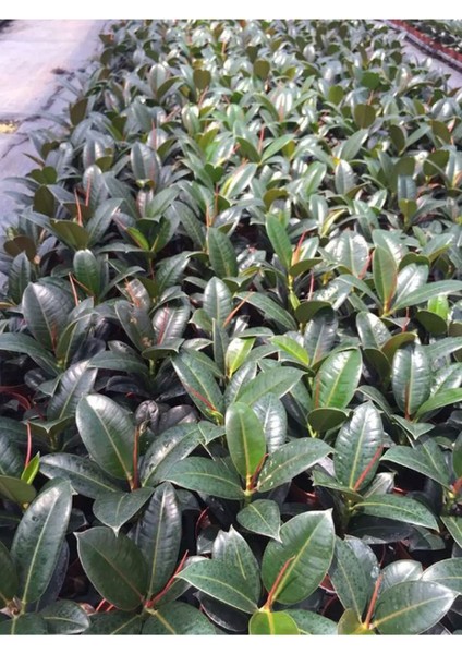 Mini Kauçuk Fidanı 2'li Dikim 20-45CM Saksılı Salon Çiçeği(Ficus Elastica) modelleri