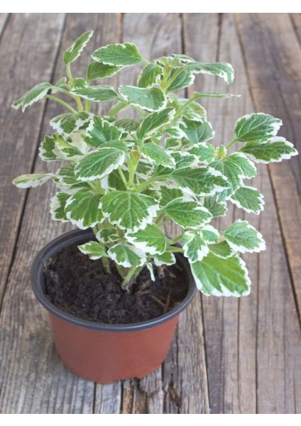 Plectranthus Forsteri Kokulu Bitki Saksılı Çok Yıllık 10-20CM