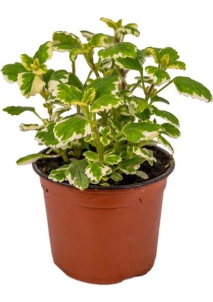 Plectranthus Forsteri Kokulu Bitki Saksılı Çok Yıllık 10-20CM fiyatları