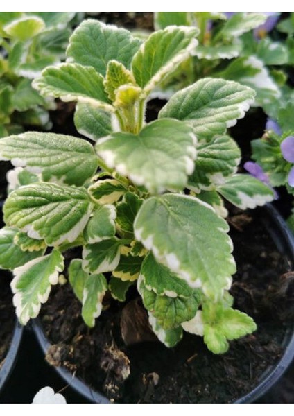 Özel Tür Bodur Kokulu Beyaz Alacalı Benjamin Çiçeği Saksılı 10-20CM