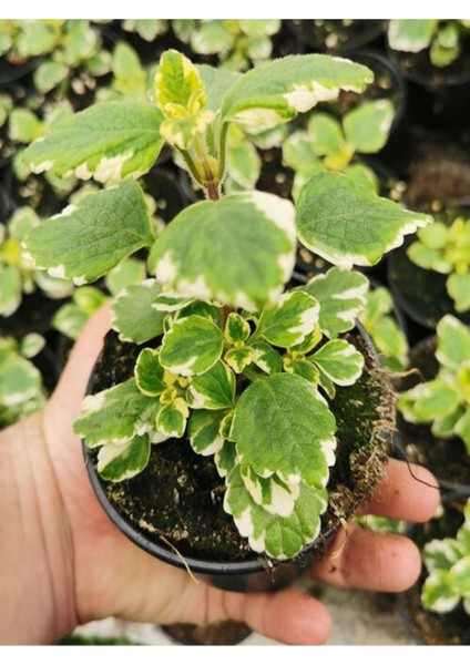 Özel Tür Bodur Kokulu Beyaz Alacalı Benjamin Çiçeği Saksılı 10-20CM fiyatları