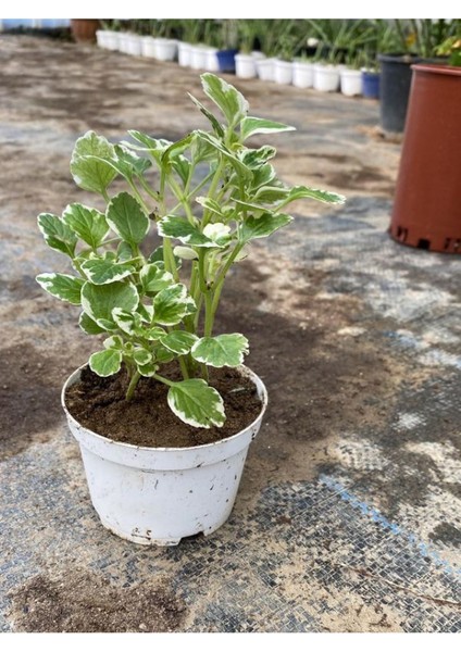 Özel Tür Bodur Kokulu Beyaz Alacalı Benjamin Çiçeği Saksılı 10-20CM modelleri