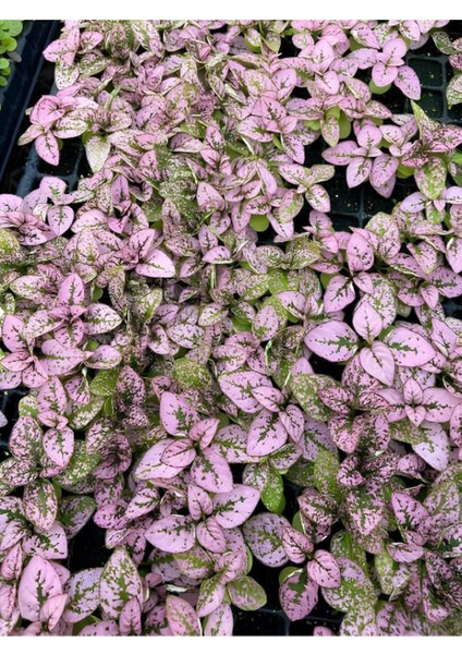 Pembe Yaprağı Güzel Hostes Çiçeği (Pink Hypoestes) 10-15CM Hostes Çiçeği