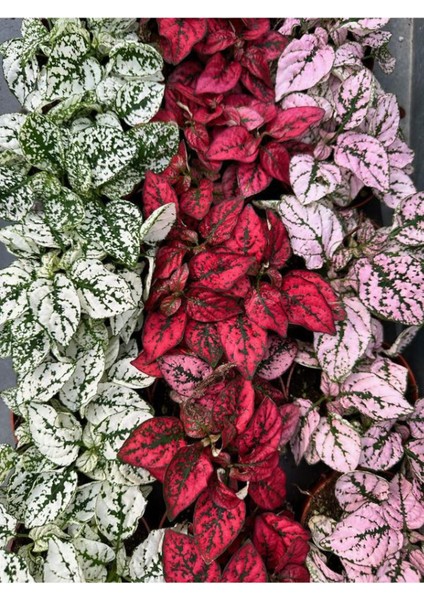 Pembe Yaprağı Güzel Hostes Çiçeği (Pink Hypoestes) 10-15CM Hostes Çiçeği