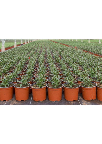 Thermoform Vakum Saksı 50 Adet - Üretim Saksısı 13 cm