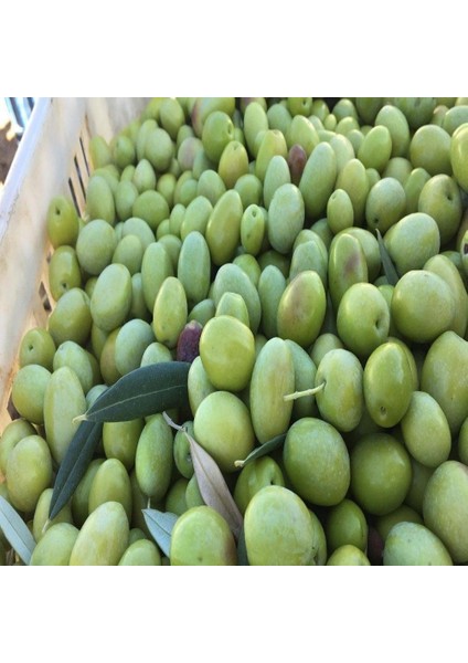 Tüplü Yağlık ve Salamuralık Domat Topak Zeytini Fidanı