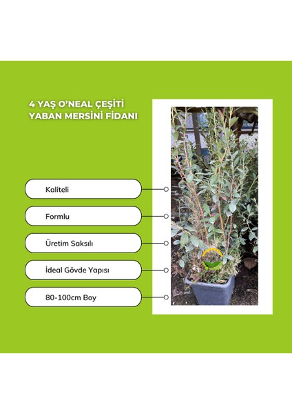 4 Yaş O’neal Çeşiti Yaban Mersini Fidanı