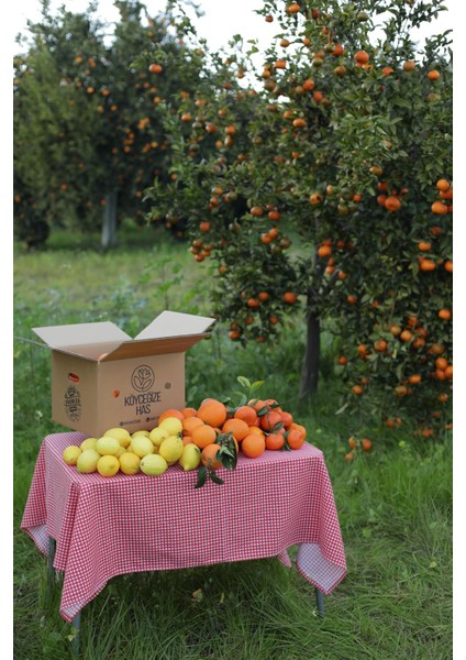 5 kg Portakal 3 kg Mandalina 2 kg Limon fiyatları