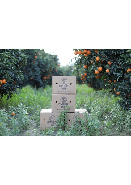 5 kg Portakal 3 kg Mandalina 2 kg Limon modelleri