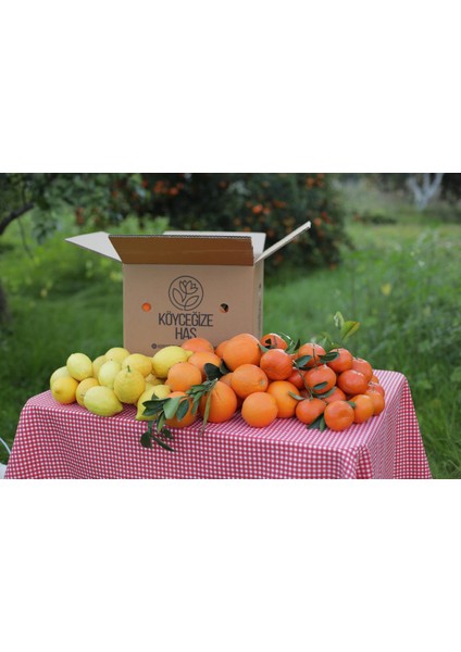 5 kg Portakal 3 kg Mandalina 2 kg Limon