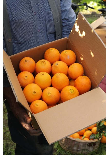 5 kg Portakal 3 kg Mandalina 2 kg Limon