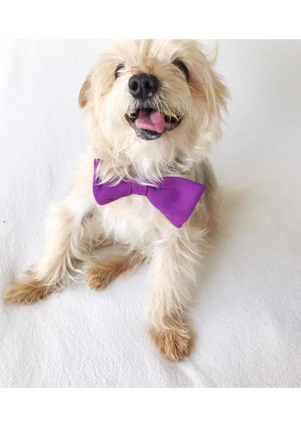 Mor Köpek Papyonu, Köpekler Için Papyon