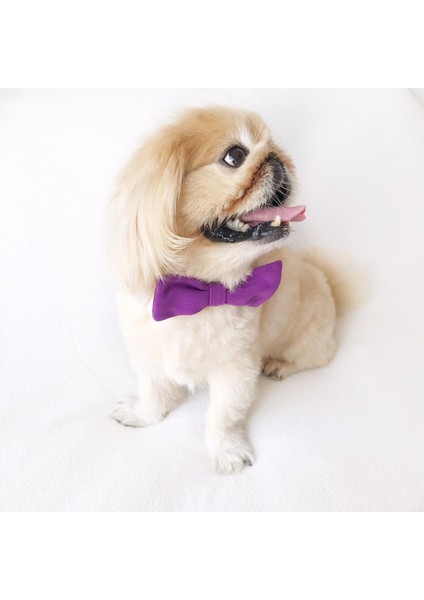 Mor Köpek Papyonu, Köpekler Için Papyon