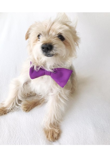 Mor Köpek Papyonu, Köpekler Için Papyon