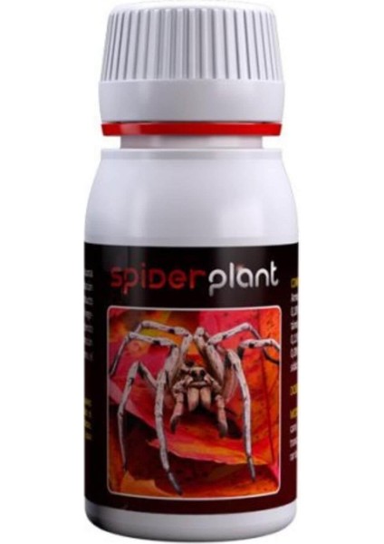 Spider Plant 60 ml