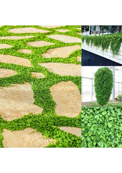 Fare Kulağı Tohumu Dichondra 100 Gram modelleri