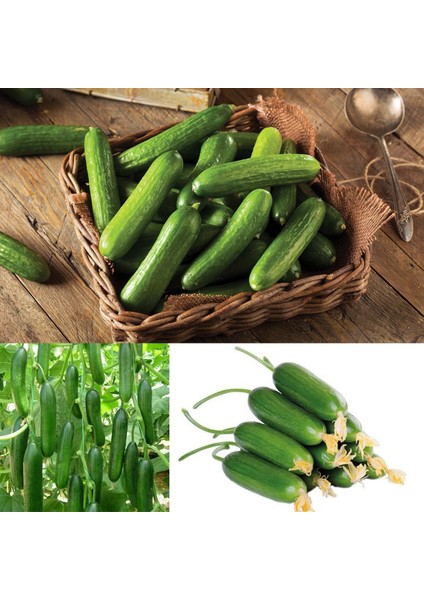 Atalık Çengelköy Salatalık Tohumu Cucumis Sativus 30 Adet Tohum fiyatları