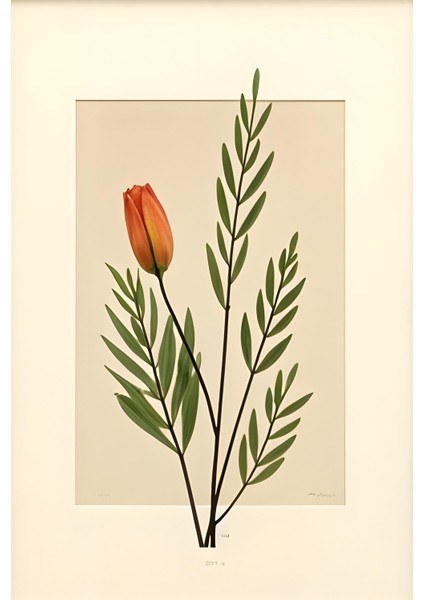 Matisse - Boho - Art Deco - Soyut - Doğa ( 3 Lü Çerçevesiz ) Poster - Afiş - Tablo KR2C00094/ modelleri