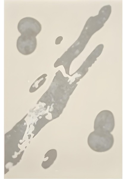 Matisse - Boho - Art Deco - Soyut - Doğa ( 3 Lü Çerçevesiz ) Poster - Afiş - Tablo KR2C00698/ fiyatları