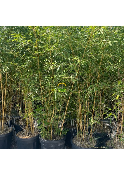 Bambu Bitkisi (Bambusa Aurea) 150CM